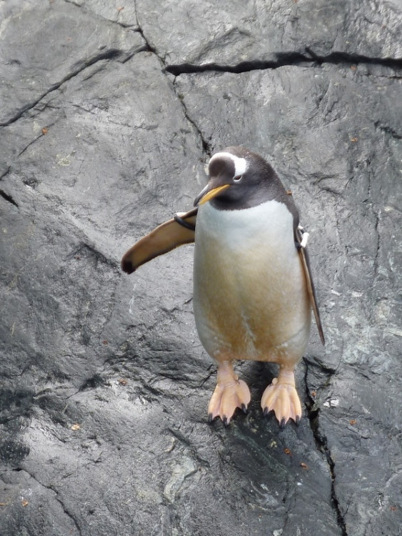 Epizoda 1 - Bergen: Tučňák v Akvarietu