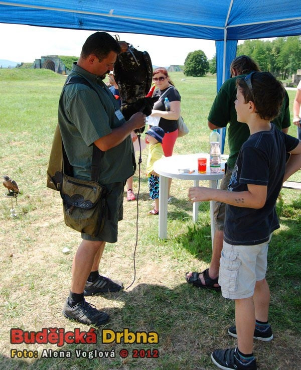 Orlice, která hlída letiště před zvěří