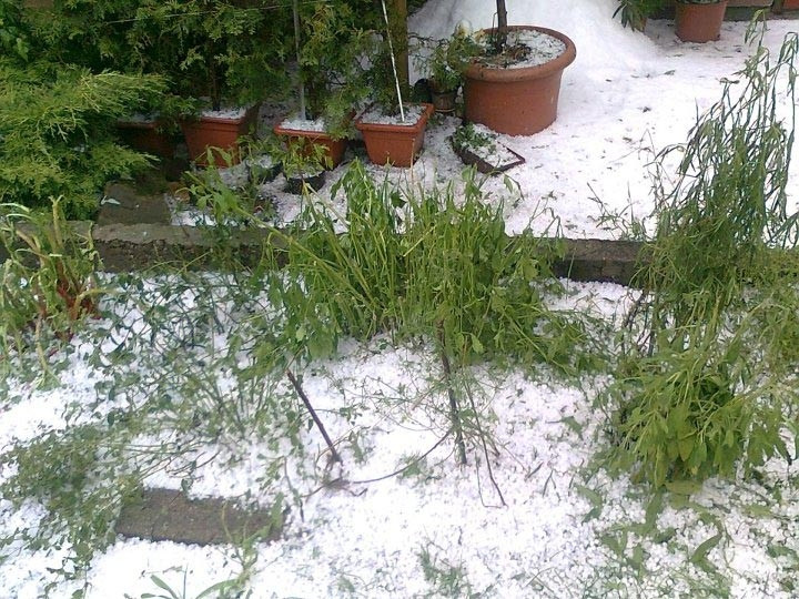 Foto Pavla Haršániová