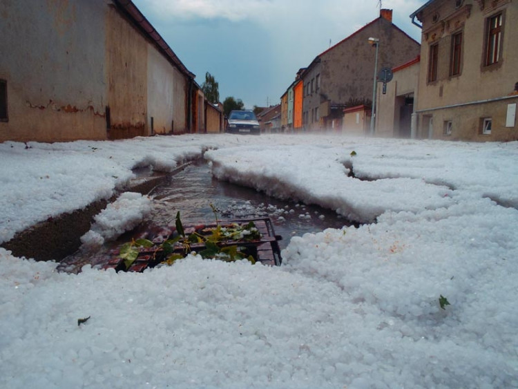 Mladé. Foto Zuzana Havelková