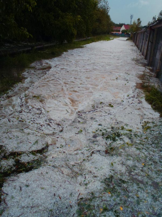 Mladé. Foto Zuzana Havelková