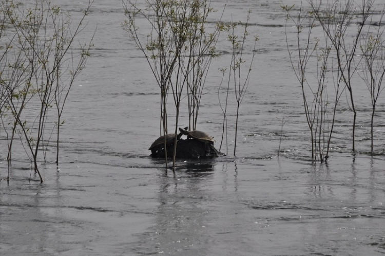 Obyvatelé řeky Iguazú