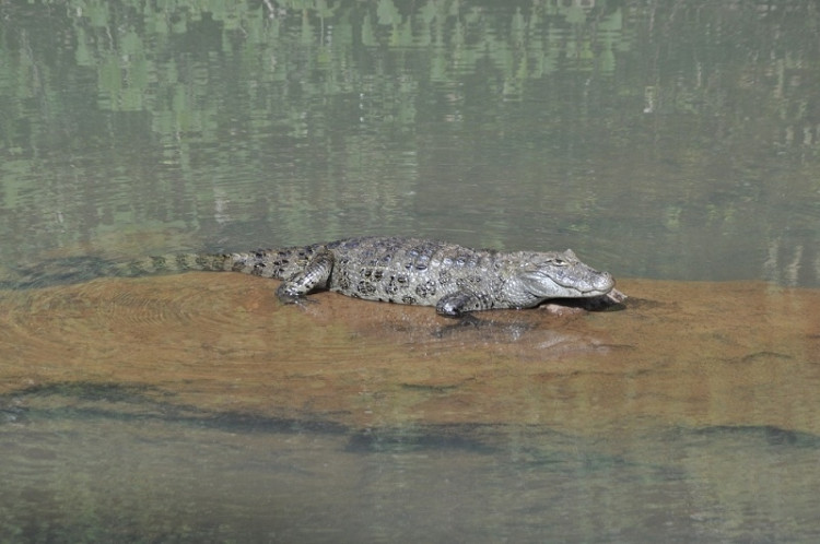 Obyvatelé řeky Iguazú