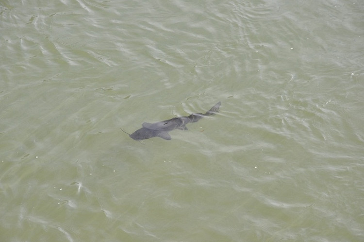 Obyvatelé řeky Iguazú