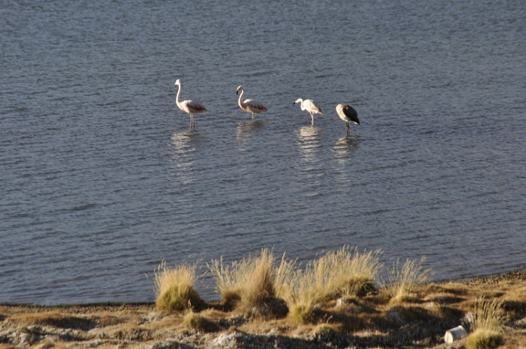 Plameňáci na Altiplanu