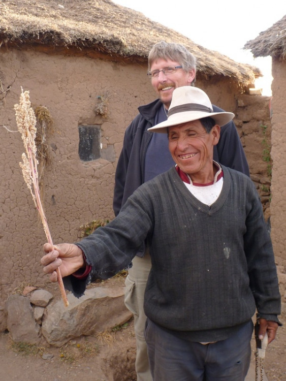 Rostlina quinua (merlík chilský)