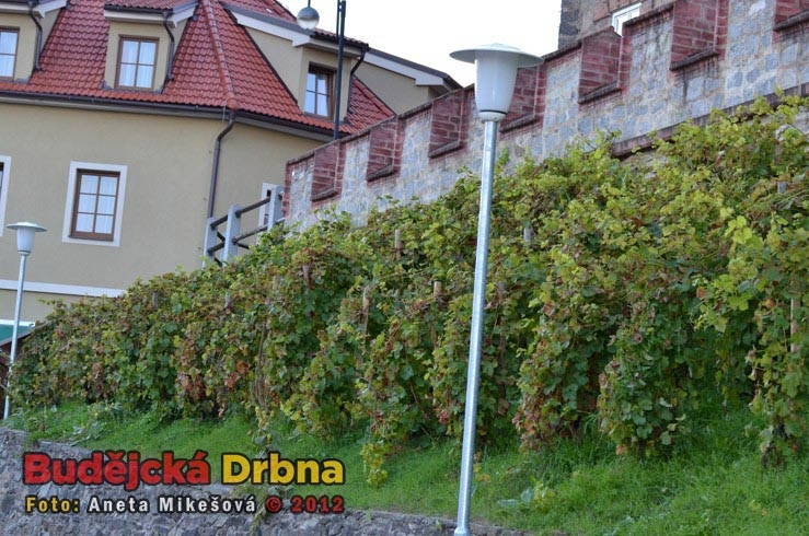 Slavnosti vína v Hluboké nad Vltavou