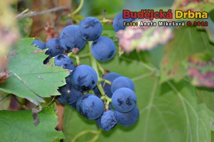 Slavnosti vína v Hluboké nad Vltavou