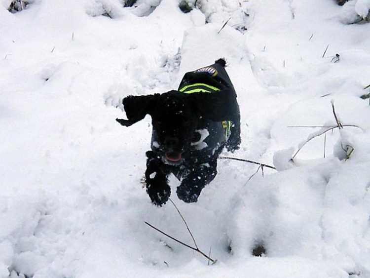 Lady, fenka mojí sestry, si zimu opravdu užívá. Foto Eva Matlachová