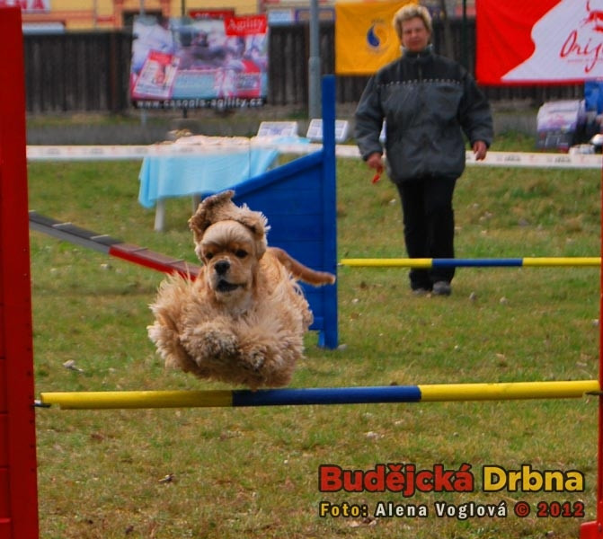 Agility na budějckém Výstavišti