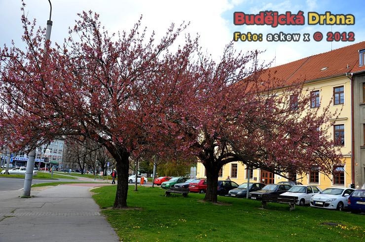 Jaro v Budějcích. Třešně na Mariánském náměstí