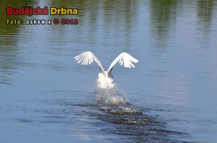 Labuť - Vrbenský rybník