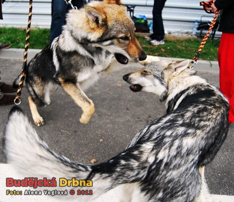 Na mezinárodní výstavě psů