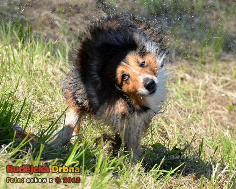 Vltava Open. Po aportu je třeba vytřepat vodu z kožichu