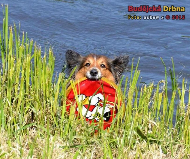 Vltava Open. Psí účastník, nadšeně aportující kořist z vody