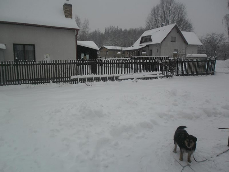 Janovka u Nových Hradů (17.1.2013). Foto Borová Šiška