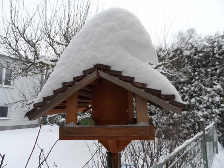 Krmítko v Havlíčkově kolonii (17.1.2013). Foto Martin Mandelíčková