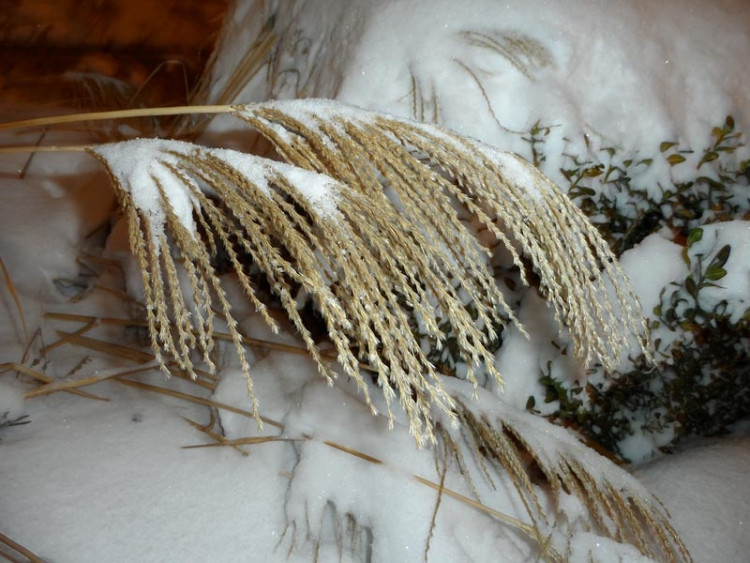 Budějce (18.1.2013). Foto Martina Mandelíčková