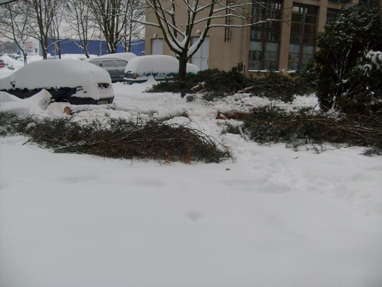 Spadlý strom na autě v Dlouhé ulici (17.1.2013). Foto Petra Schwarzová