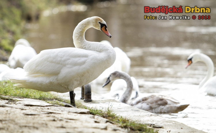 Vysoký stav vody obtěžoval nejen lidi