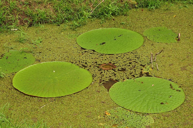 Studenti Jihočeské univerzity v Jižní Americe