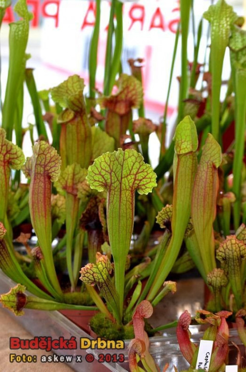 Prodejní výstava orchidejí v DK Metropol