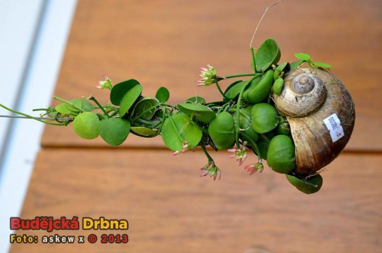 Prodejní výstava orchidejí v DK Metropol