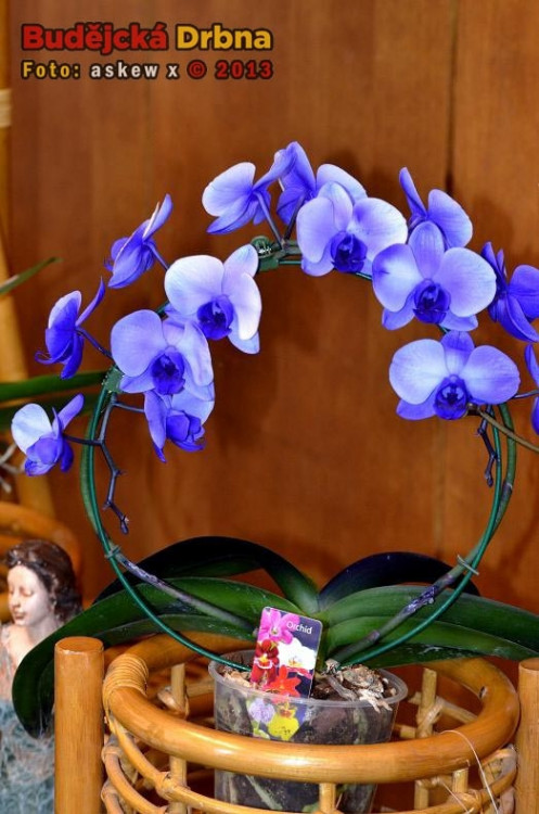 Prodejní výstava orchidejí v DK Metropol