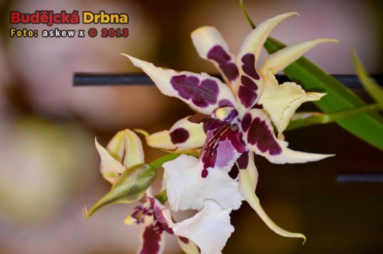 Prodejní výstava orchidejí v DK Metropol