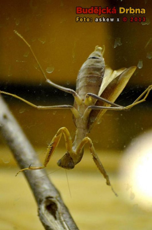 Prodejní výstava orchidejí v DK Metropol