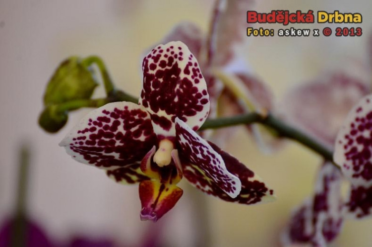 Prodejní výstava orchidejí v DK Metropol