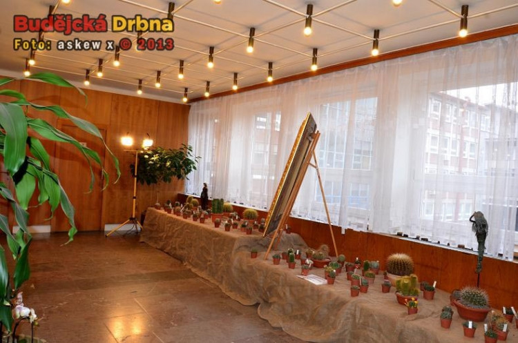 Prodejní výstava orchidejí v DK Metropol