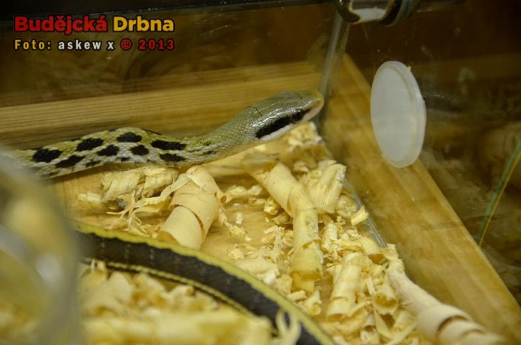 Prodejní výstava orchidejí v DK Metropol