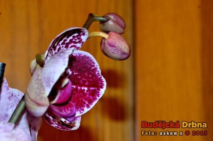 Prodejní výstava orchidejí v DK Metropol