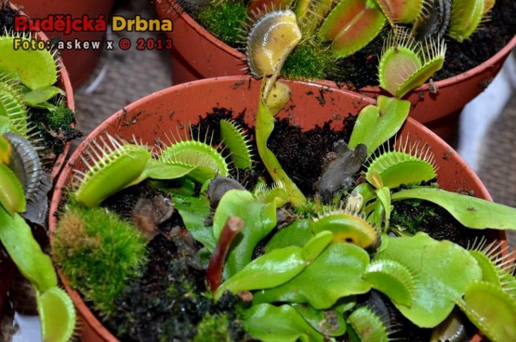 Prodejní výstava orchidejí v DK Metropol