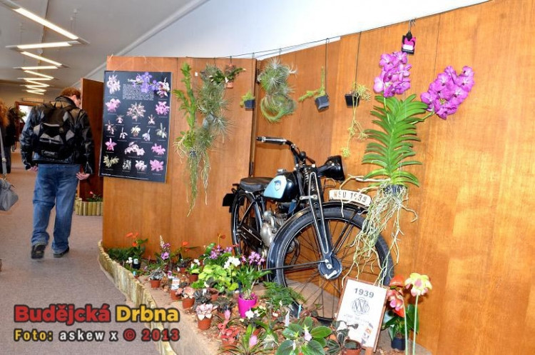 Prodejní výstava orchidejí v DK Metropol