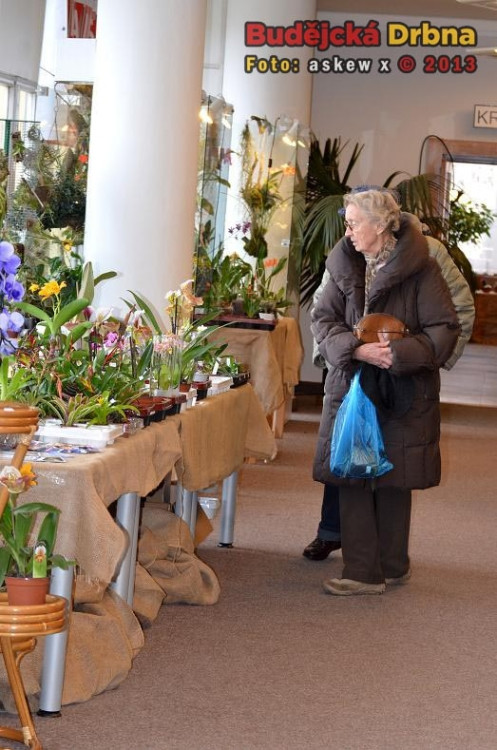 Prodejní výstava orchidejí v DK Metropol