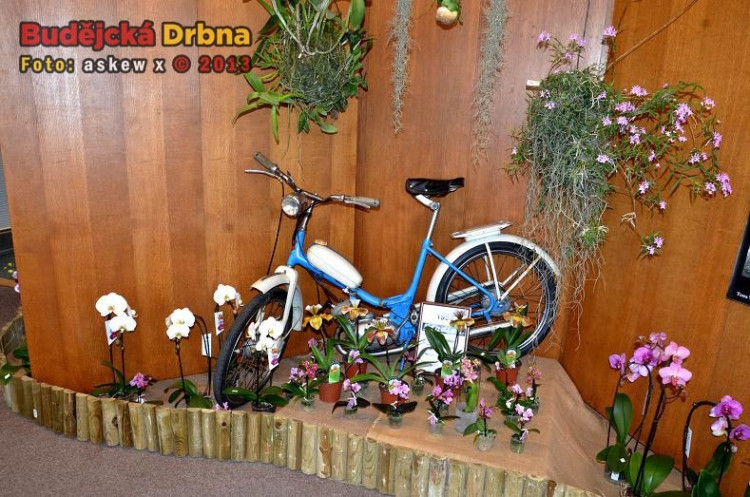 Prodejní výstava orchidejí v DK Metropol