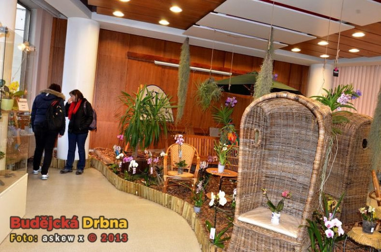 Prodejní výstava orchidejí v DK Metropol