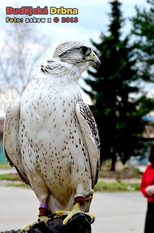 Letiště České Budějovice