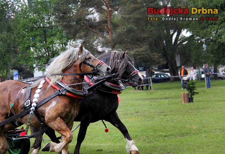 Kvalifikační kolo Mistrovství České republiky v kombinovaných soutěžích chladnokrevných koní