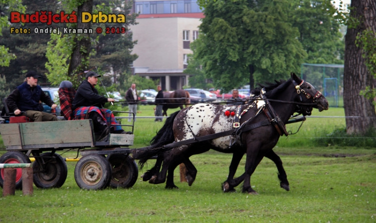 Kvalifikační kolo Mistrovství České republiky v kombinovaných soutěžích chladnokrevných koní