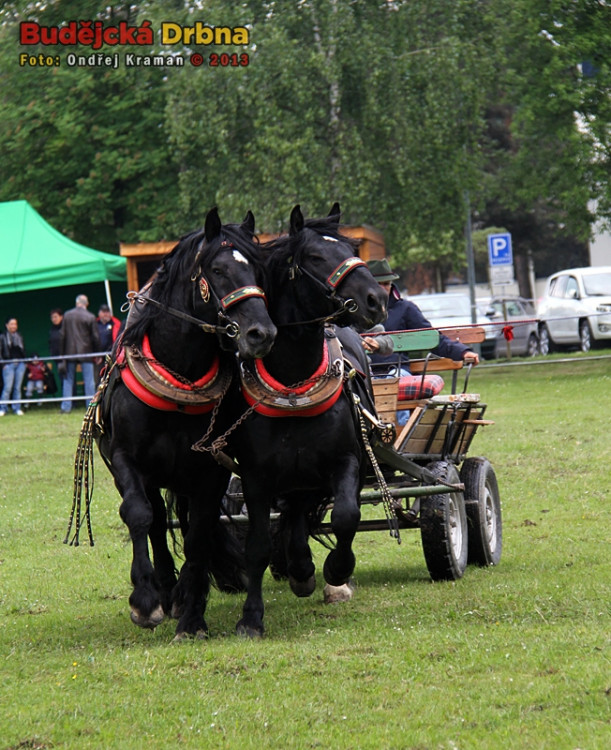Kvalifikační kolo Mistrovství České republiky v kombinovaných soutěžích chladnokrevných koní