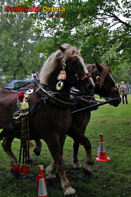 Kvalifikační kolo Mistrovství České republiky v kombinovaných soutěžích chladnokrevných koní