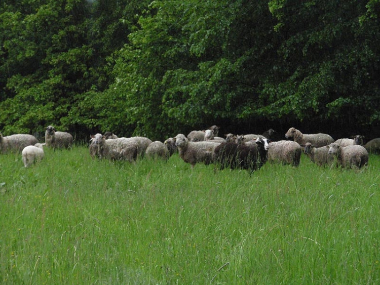 Samota Beran u Borovan. Foto Jana Voříšková