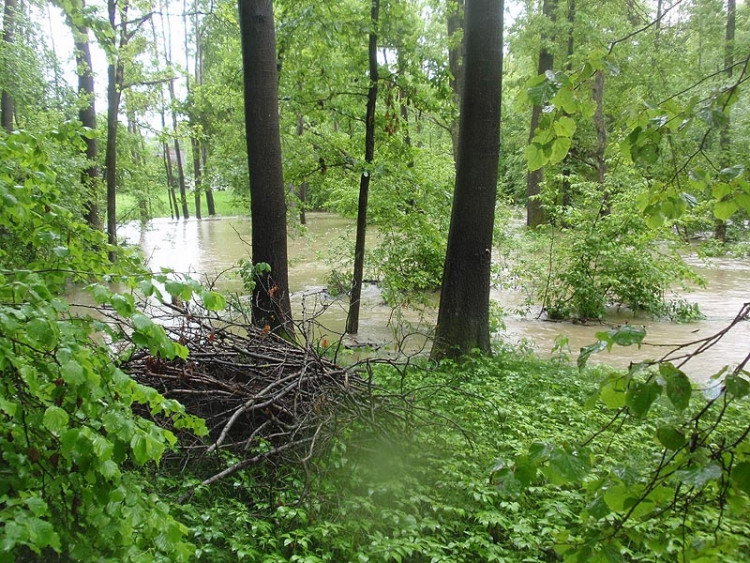 Samota Beran u Borovan. Foto Jana Voříšková