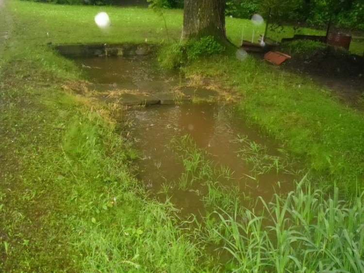 Janovka u Nových Hradů. Foto borova.siska2