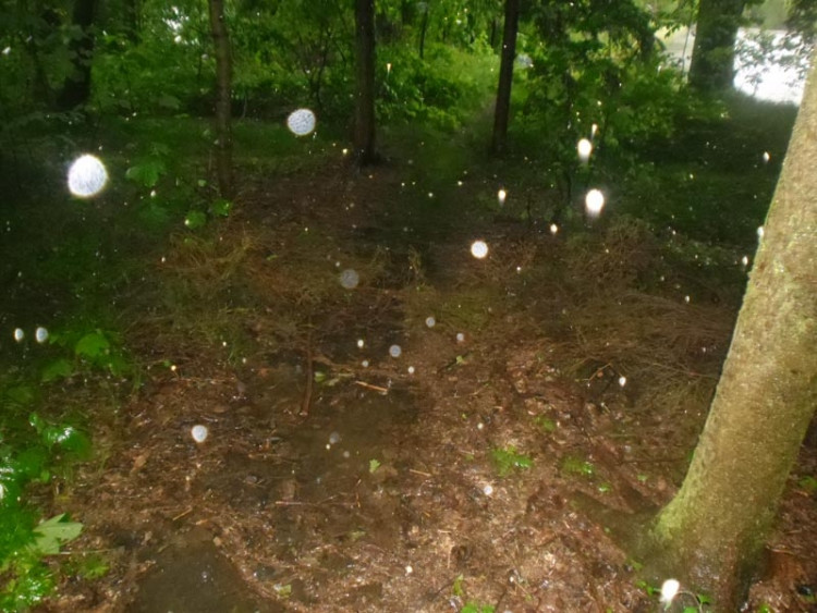 Janovka u Nových Hradů. Foto borova.siska2