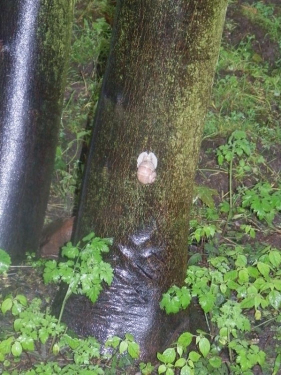 Útěk šneků na stromy. Foto Milan Pavlis