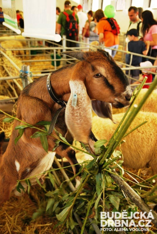 Kozy nezapřou své lezecké dovednosti